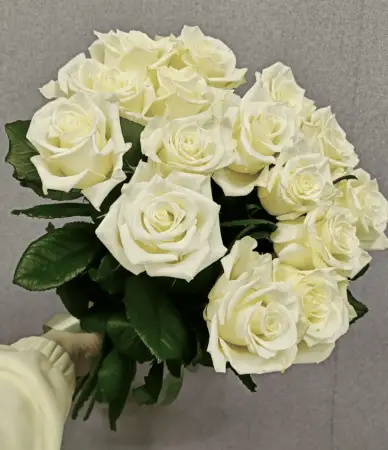 Букет из 15 белых роз под ленту